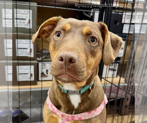 Bulldog-Labrador Retriever Mix Dogs for adoption in Tarrytown, GA, USA
