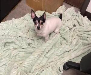 Chihuahua-Unknown Mix Dogs for adoption in Calgary, Alberta, Canada