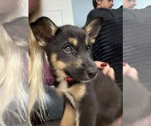 Siberian Husky-Unknown Mix Dogs for adoption in MIDWAY, UT, USA