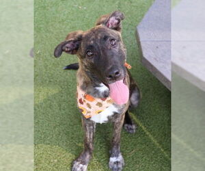 Mutt Dogs for adoption in Rockaway, NJ, USA