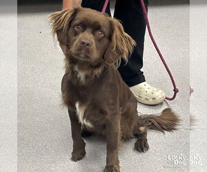 Boykin Spaniel-Unknown Mix Dogs for adoption in Washington, DC, USA