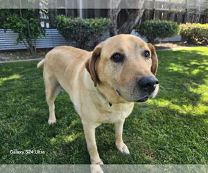 Labrador Retriever Dogs for adoption in Clovis, CA, USA