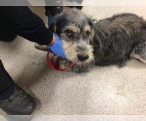 Mutt Dogs for adoption in Riverside, CA, USA