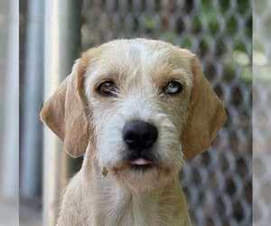 Mutt Dogs for adoption in Boston, MA, USA