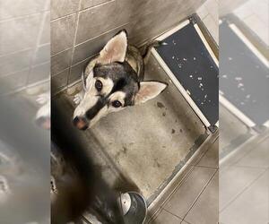 Gerberian Shepsky Dogs for adoption in Stockton, CA, USA