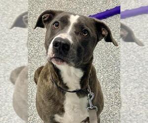 American Pit Bull Terrier-Shiba Inu Mix Dogs for adoption in Westminster, MD, USA