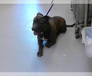American Pit Bull Terrier Dogs for adoption in Fayetteville, NC, USA