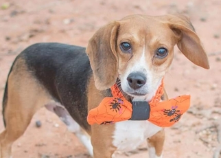 Beagle Dogs for adoption in Monroe, NC, USA