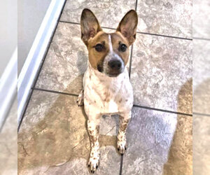Jack Russell Terrier-Unknown Mix Dogs for adoption in Rutherfordton, NC, USA