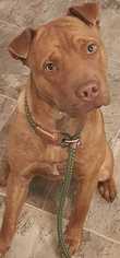 Chinese Shar-Pei Dogs for adoption in Boston, MA, USA