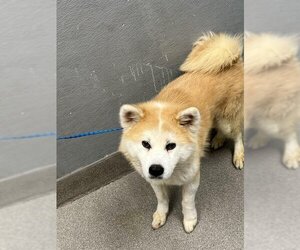 Shiba Inu-Unknown Mix Dogs for adoption in Las Vegas, NV, USA