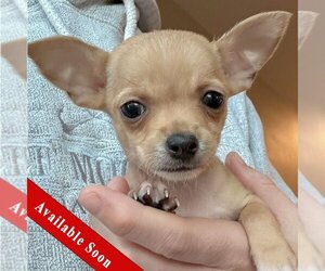 Chihuahua Dogs for adoption in Huntley, IL, USA