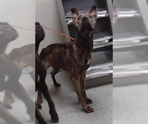 Black Mouth Cur-Unknown Mix Dogs for adoption in Pasadena, TX, USA