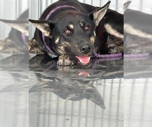 German Shepherd Dog Dogs for adoption in Stockton, CA, USA