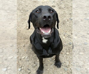 Labrador Retriever Dogs for adoption in South Lake Tahoe, CA, USA