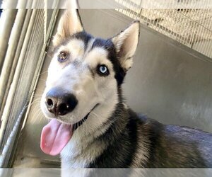 Siberian Husky Dogs for adoption in San Bernardino, CA, USA