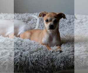 Chihuahua Dogs for adoption in oakland, FL, USA