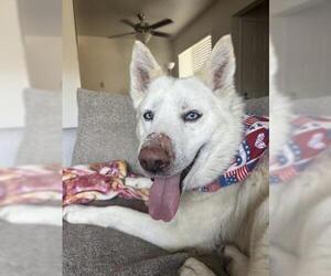 Medium Photo #1 Siberian Husky Puppy For Sale in Bakersfield, CA, USA