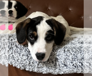 Border Collie-Cavalier King Charles Spaniel Mix Dogs for adoption in Brooklyn, NY, USA