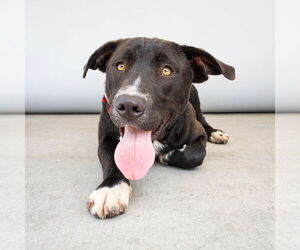 American Pit Bull Terrier Dogs for adoption in Pasadena, CA, USA