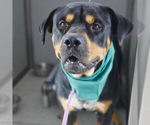 Rottweiler-Unknown Mix Dogs for adoption in San Antonio, TX, USA