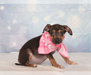 Chihuahua-Unknown Mix Dogs for adoption in Oroville, CA, USA