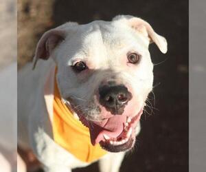 Boxer-Unknown Mix Dogs for adoption in San Antonio, TX, USA