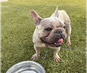 French Bulldog Dogs for adoption in Rancho Cucamonga, CA, USA