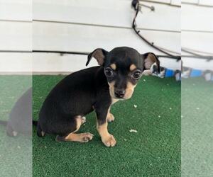 Chihuahua Dogs for adoption in MIDWAY, UT, USA