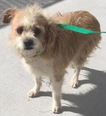 Border Terrier Dogs for adoption in HESPERIA, CA, USA
