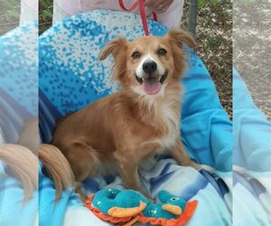 Papillon-Unknown Mix Dogs for adoption in Missouri City, TX, USA