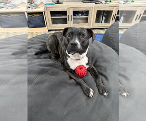 American Staffordshire Terrier-Unknown Mix Dogs for adoption in Stephens City, VA, USA