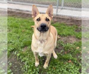 Medium Photo #1 German Shepherd Dog-Unknown Mix Puppy For Sale in Modesto, CA, USA
