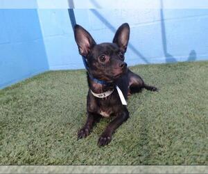 Chihuahua Dogs for adoption in Orlando, FL, USA