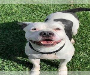 American Staffordshire Terrier Dogs for adoption in Henderson, NV, USA