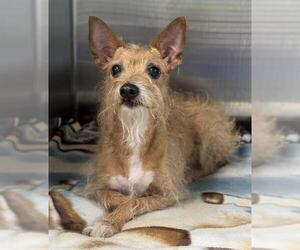 Chihuahua Dogs for adoption in Fort Lauderdale, FL, USA