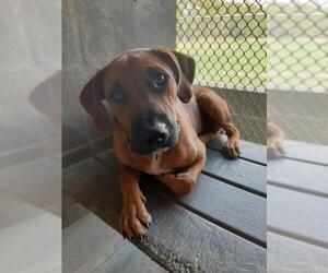 Black Mouth Cur Dogs for adoption in Sebring, FL, USA