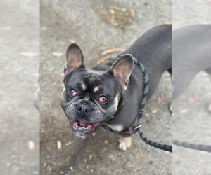 French Bulldog Dogs for adoption in Santa Maria, CA, USA