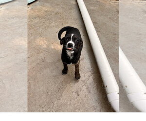 Mutt Dogs for adoption in Tracy City, TN, USA