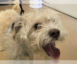 Poodle (Miniature)-Unknown Mix Dogs for adoption in San Clemente, CA, USA