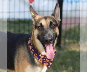 German Shepherd Dog-Unknown Mix Dogs for adoption in San Antonio, TX, USA