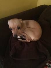 Chihuahua Dogs for adoption in Springfield, IL, USA