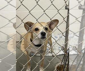 Carolina Dog-Unknown Mix Dogs for adoption in Rosenberg, TX, USA