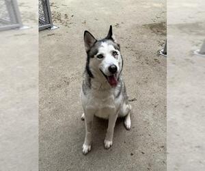 - Mix Dogs for adoption in Aurora, IL, USA