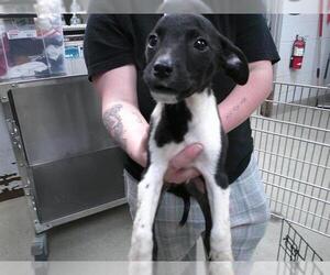 Border Collie-Unknown Mix Dogs for adoption in Oklahoma City, OK, USA