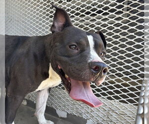Mutt Dogs for adoption in Bakersfield, CA, USA