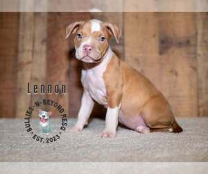 Staffordshire Bull Terrier-Unknown Mix Dogs for adoption in Omaha, NE, USA