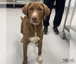 Labrador Retriever-Retriever  Mix Dogs for adoption in Washington, DC, USA