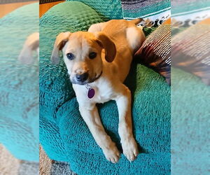 Mutt Dogs for adoption in Genesee, WI, USA