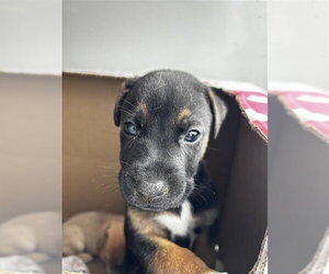 Black Mouth Cur-Unknown Mix Dogs for adoption in Houston, TX, USA